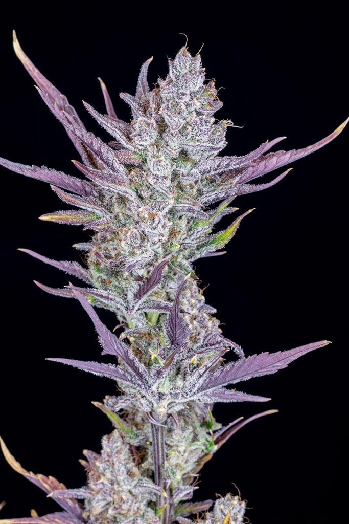 [14998] Fast Buds Wedding Glue Auto Fem 3St.