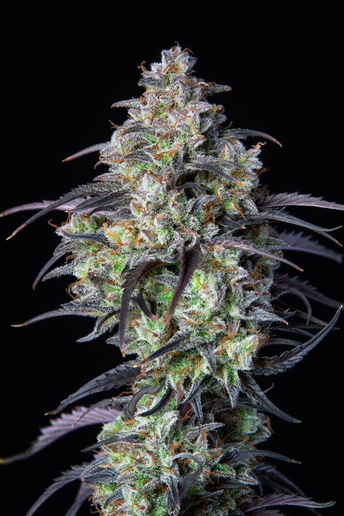 [15001] Fast Buds Mimosa Cake Auto Fem 3St.