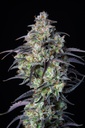 Fast Buds Mimosa Cake Auto Fem 3St.
