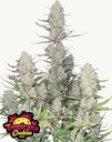 Fast Buds Tropicana Cookies Auto Fem 3St.