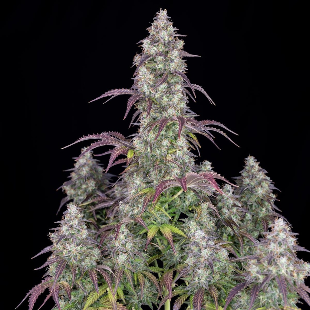 [15003] Fast Buds Lemon Pie Auto Fem 3St.