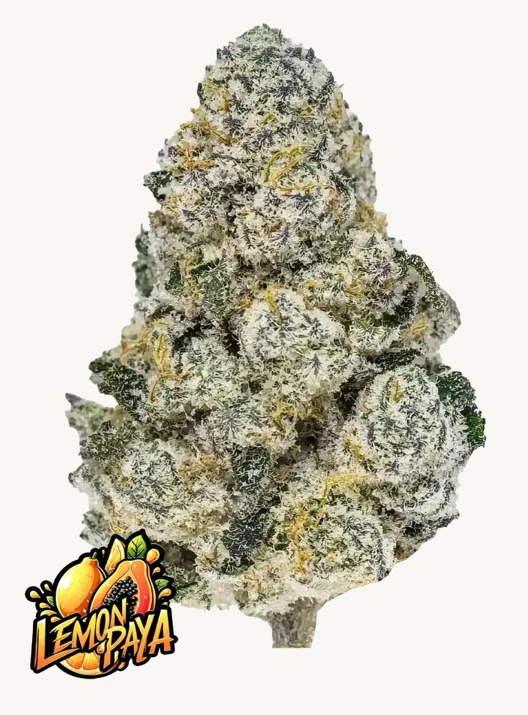 [15004] Fast Buds Lemonpaya Fem 3St.