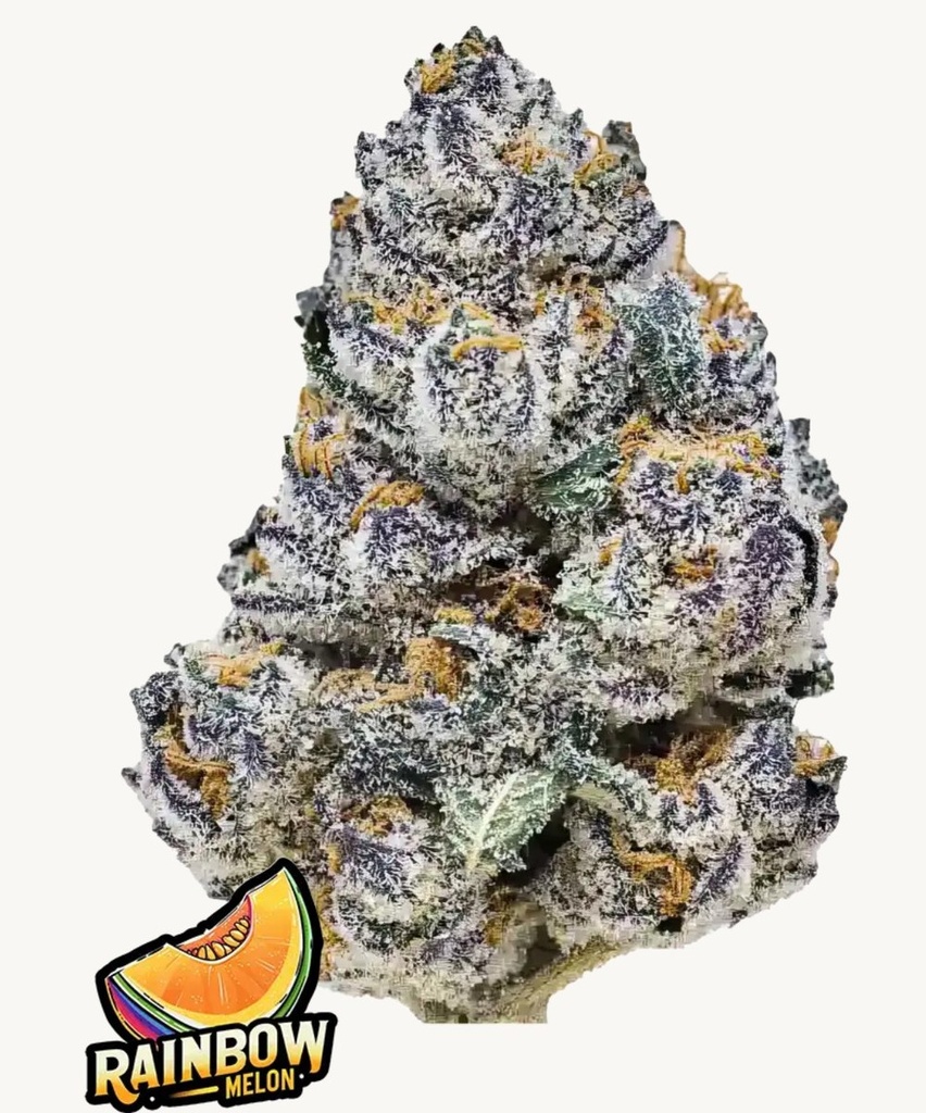 [15005] Fast Buds Rainbow Melon Fem 3St.
