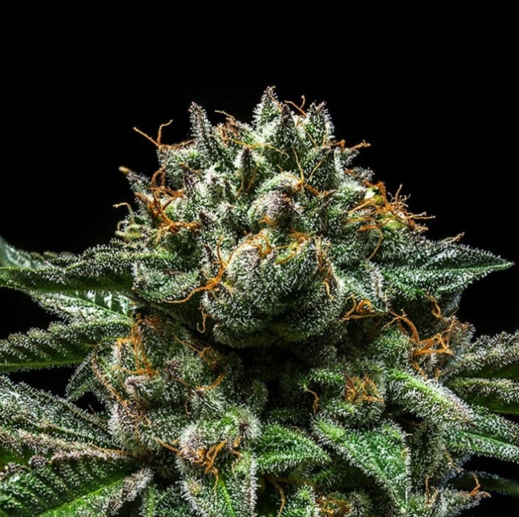 [15010] Ripper Seeds Chempie Fem 3St.