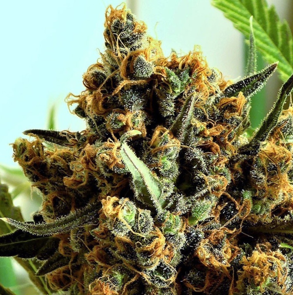 [15011] Ripper Seeds Criminal + Fem 3St.