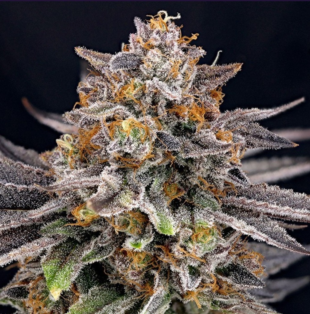 [15012] Ripper Seeds Candygaz Fem 3St.
