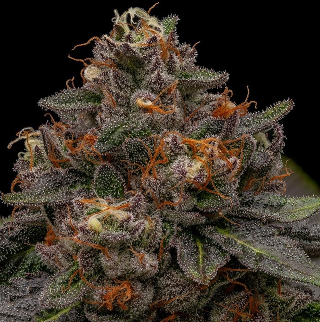 [15015] Ripper Seeds KMINTZ Fem 3St.