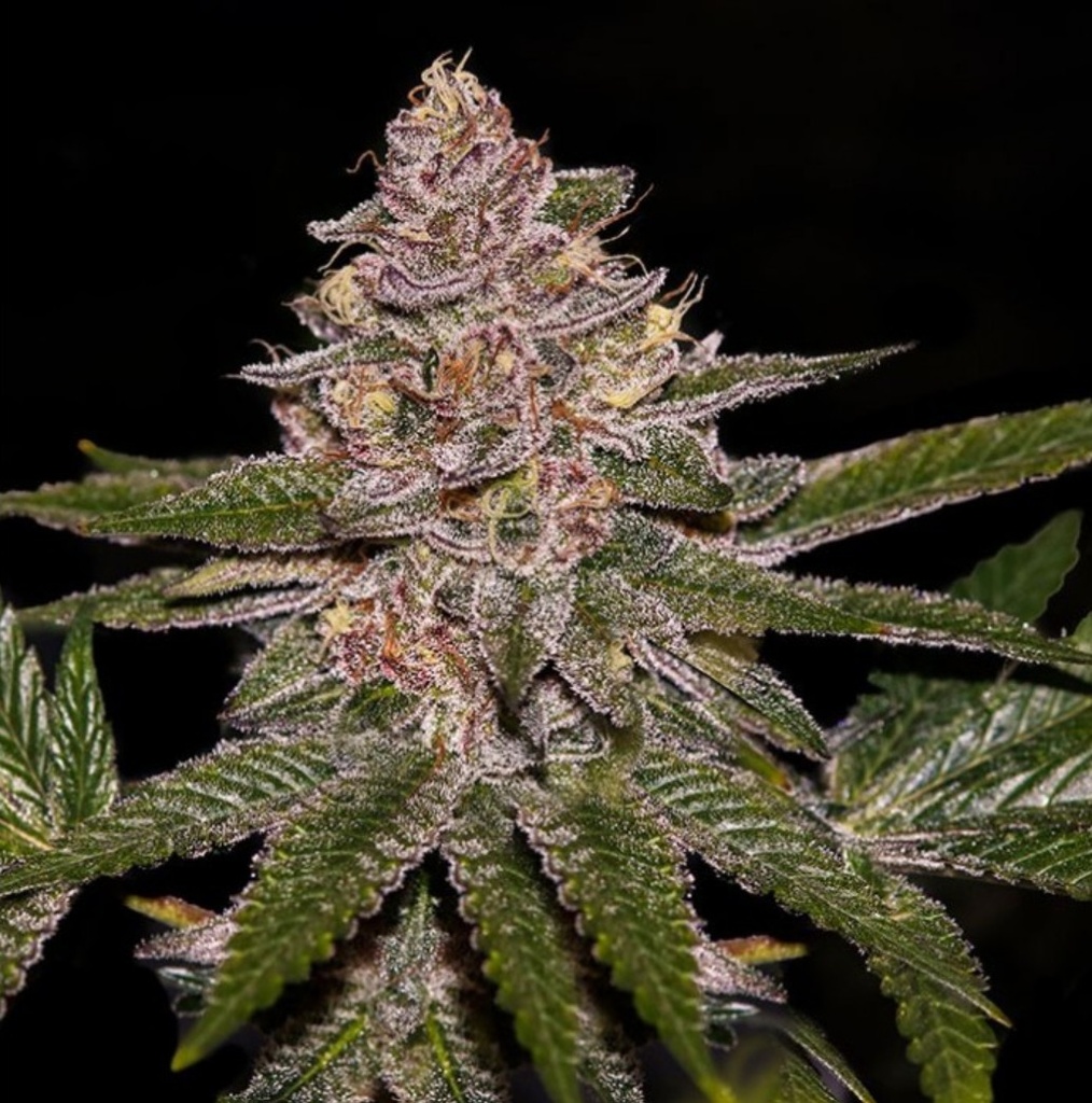 [15016] Ripper Seeds Radical Juice Fem 3St.