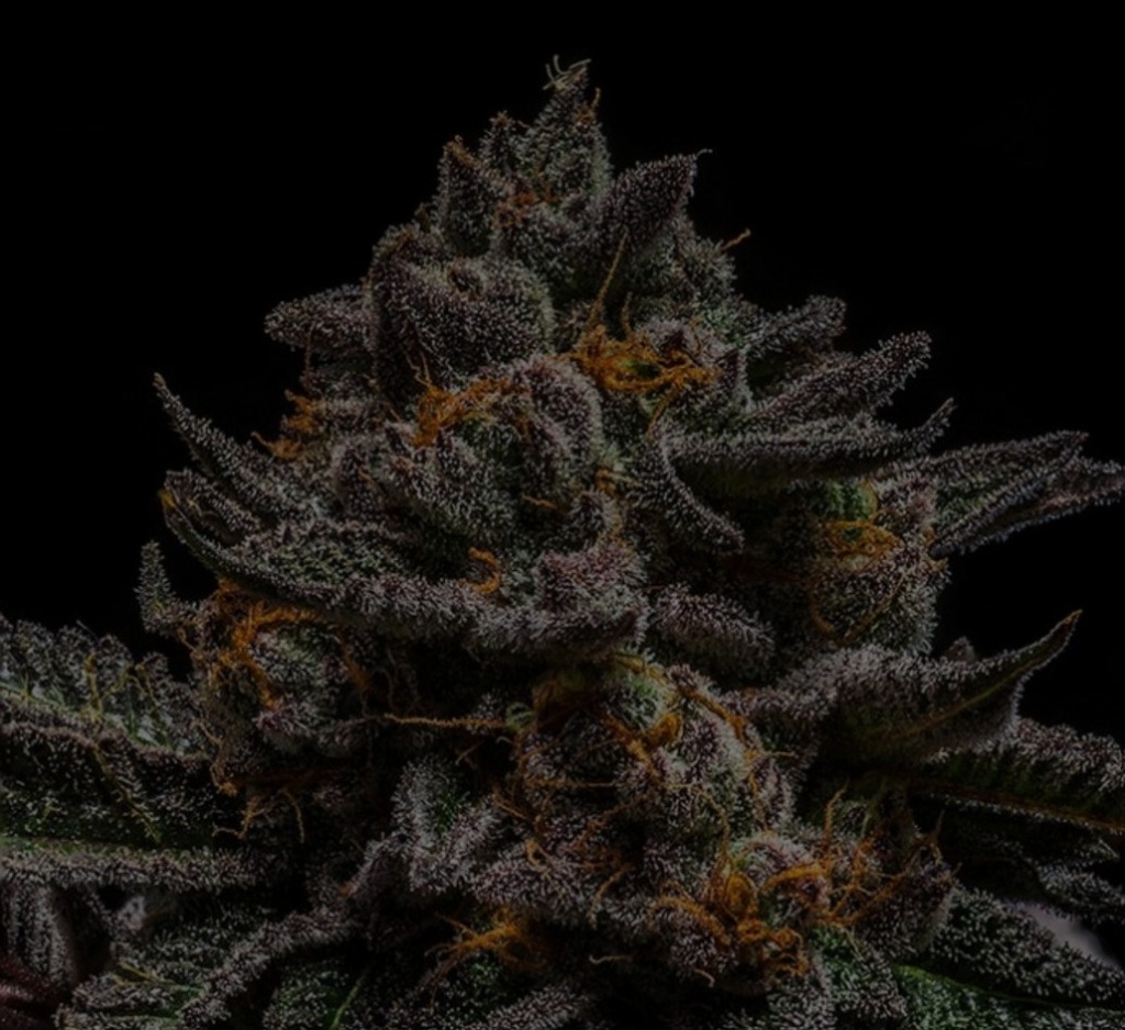 [15017] Ripper Seeds Brain Cake Fem 3St.