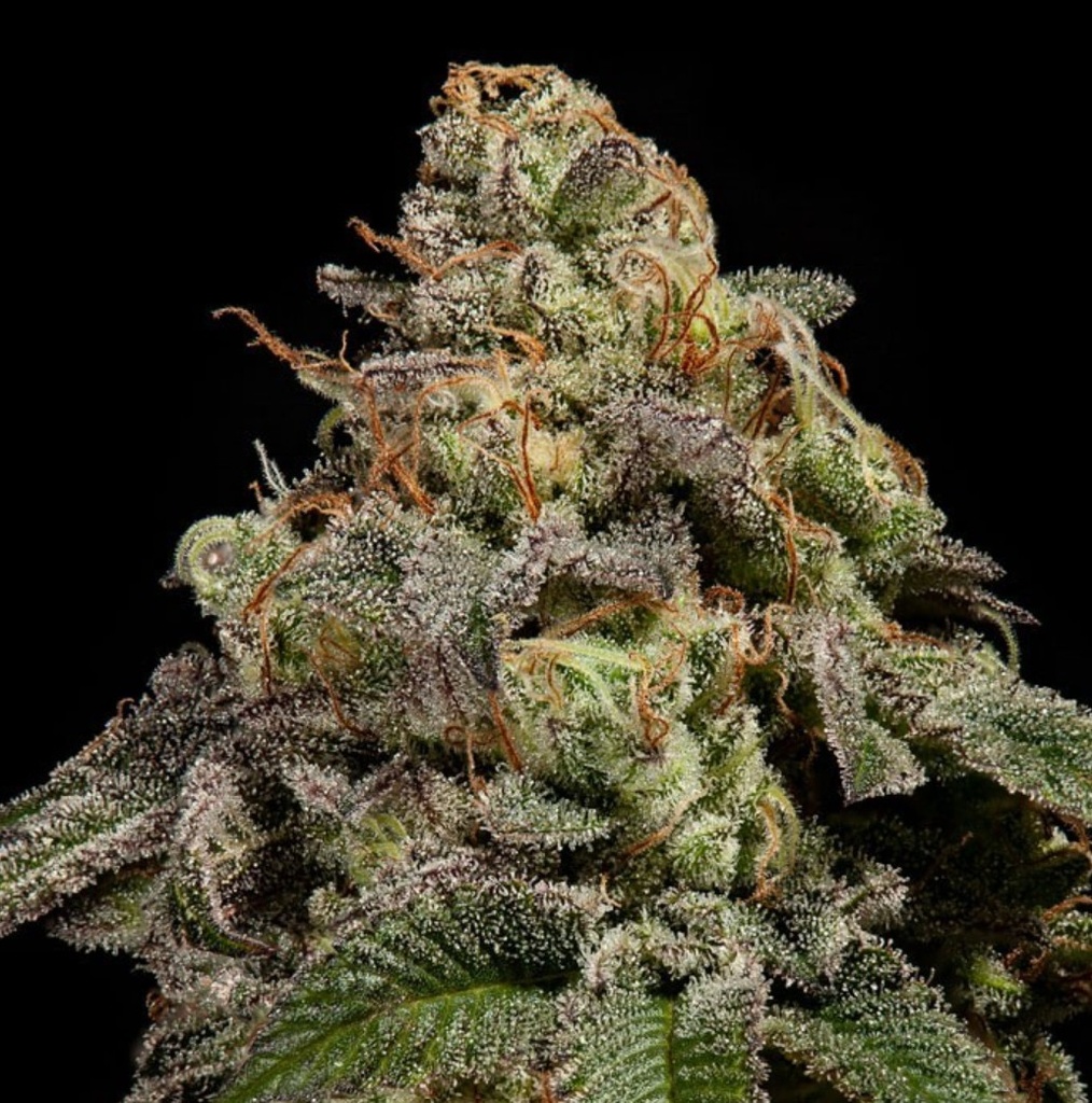 [15019] Ripper Seeds OMG Fem 3St.