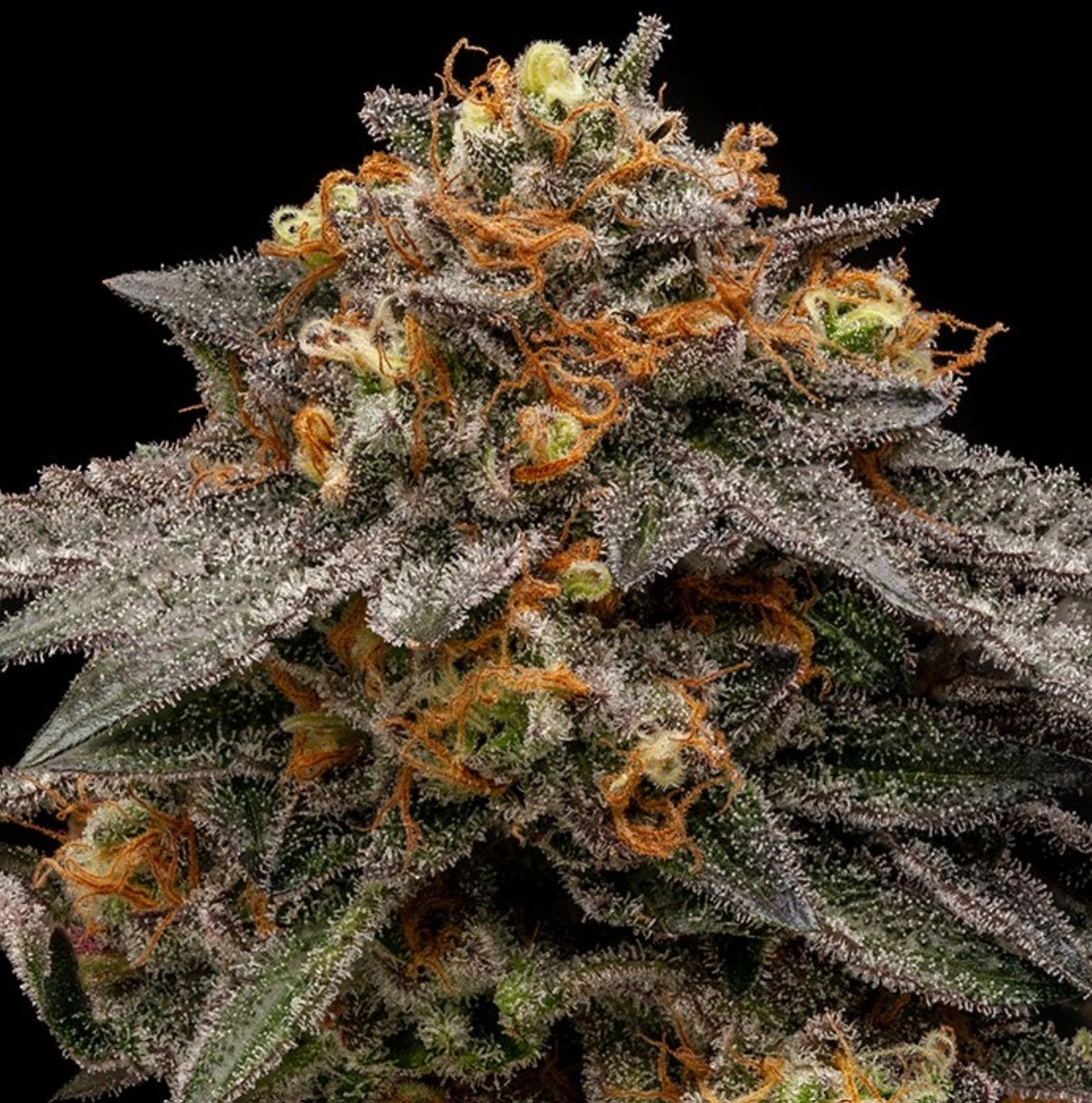 [15020] Ripper Seeds Shimo Fem 3St.