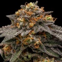 Ripper Seeds Shimo Fem 3St.