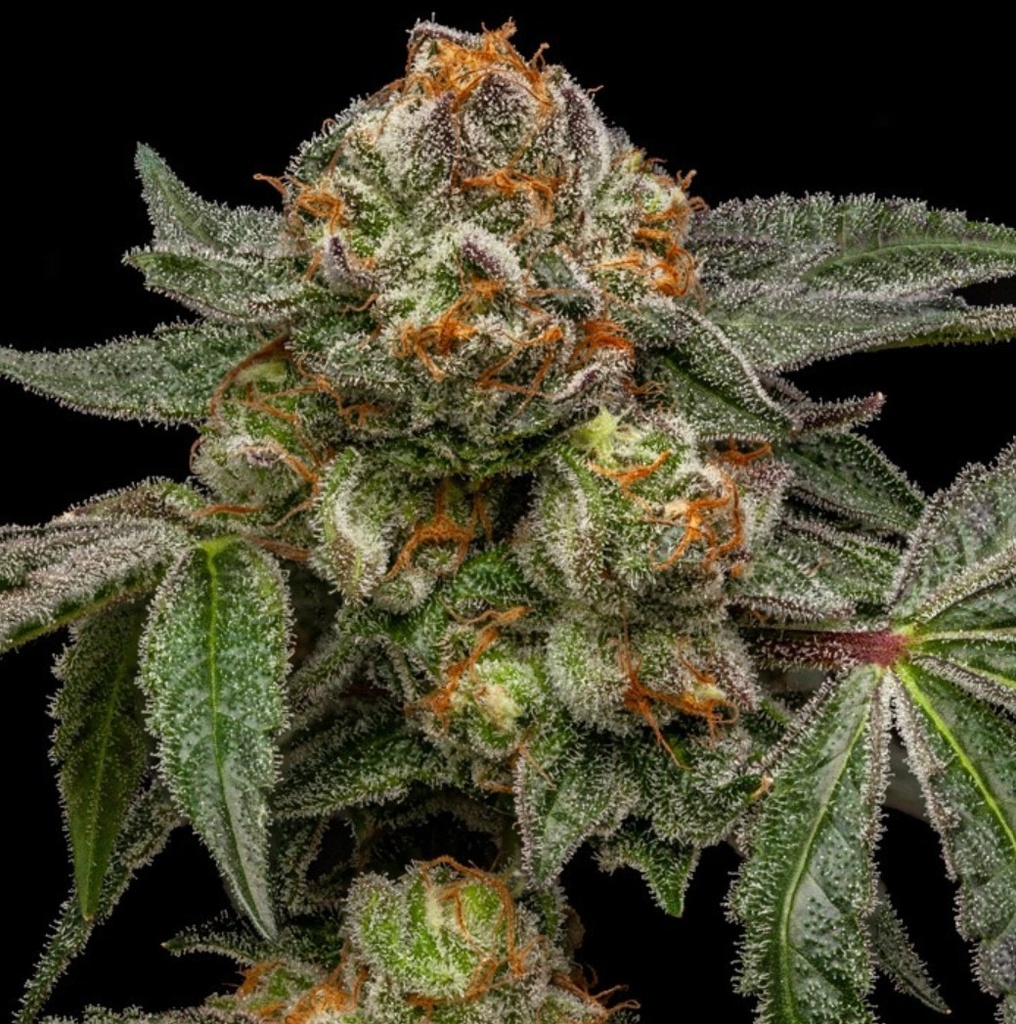[15021] Ripper Seeds Zake Fem 3St.