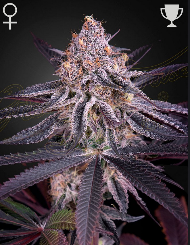 [15022] Green House Seed Co. Kings Juice Fem 3St.