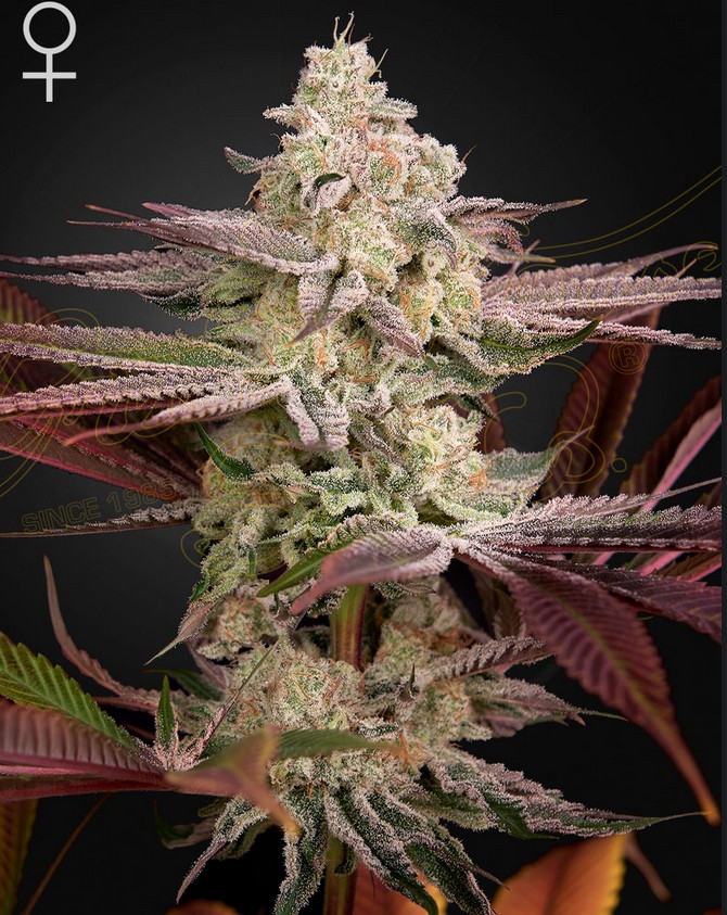 [15023] Green House Seed Co. Chemical Bride Fem 3St.