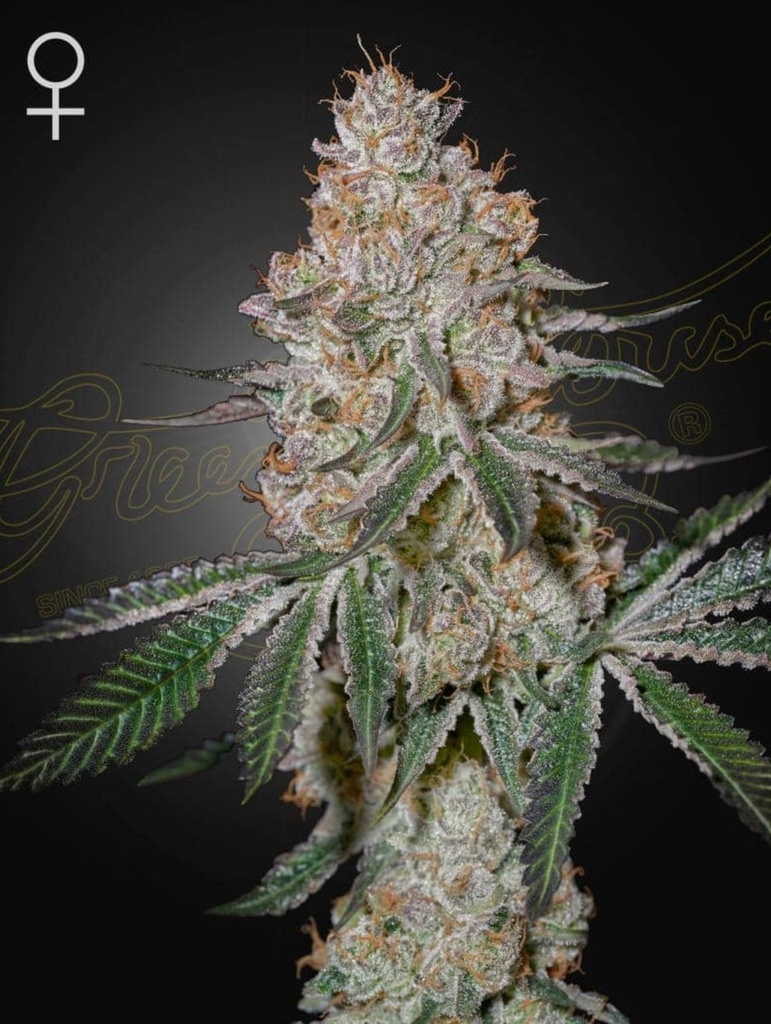 [15024] Green House Seed Co. High Cloudz Fem 3St.
