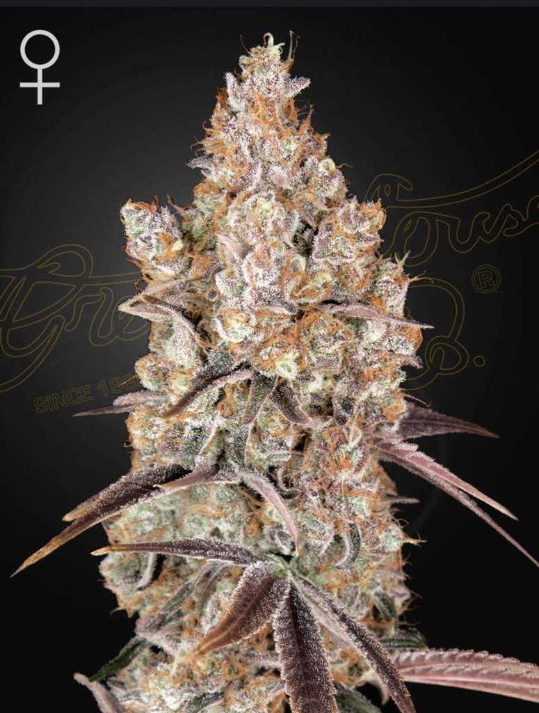 [15027] Green House Seed Co. Holy Snow Fem 3St.