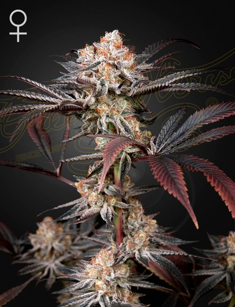 [15028] Green House Seed Co. Wonder Pie Fem 3St.