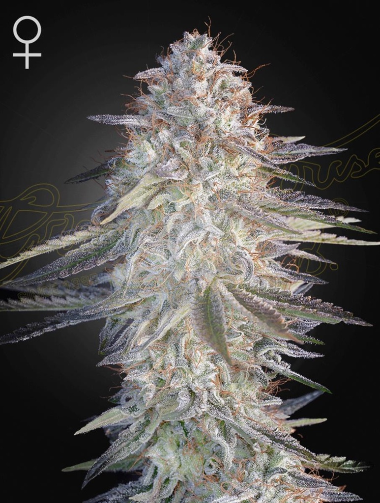 [15029] Green House Seed Co. Super Lemon Haze x Pink Candy Fem 3St.