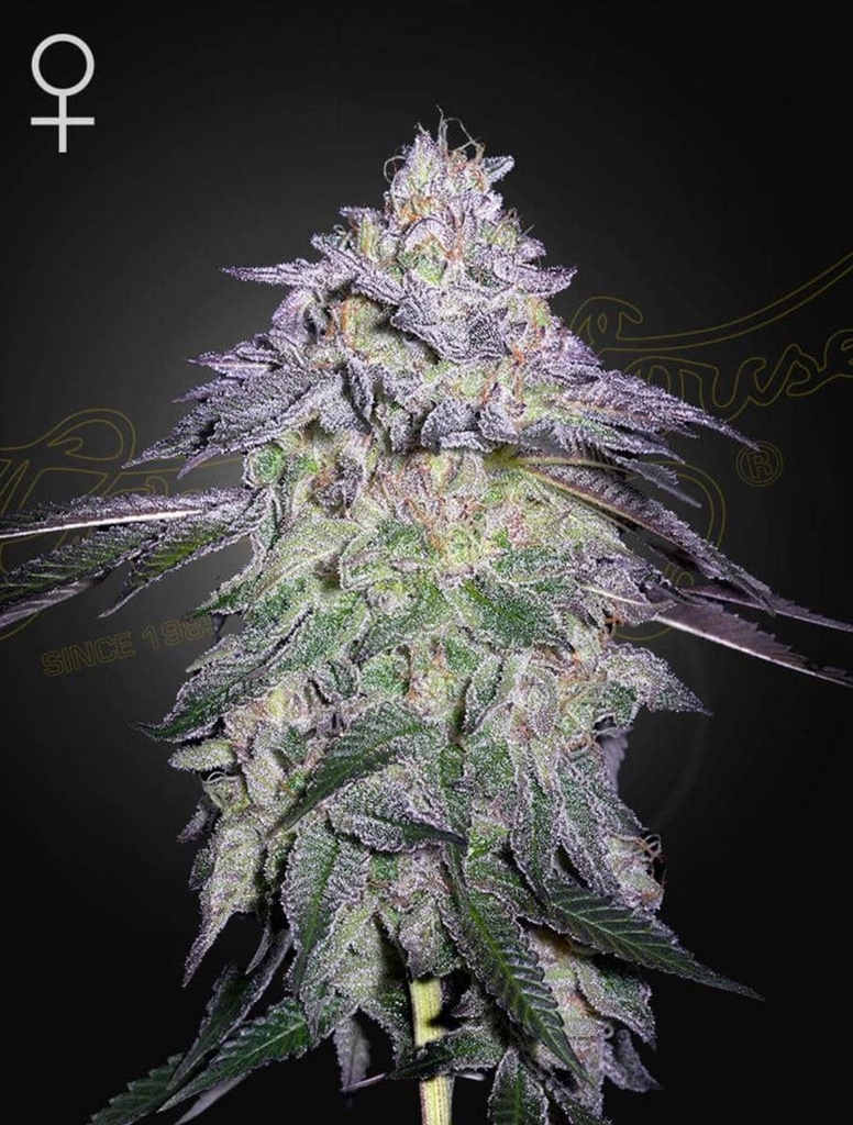 Green House Seed Co. Nori Cake Fem 3St.