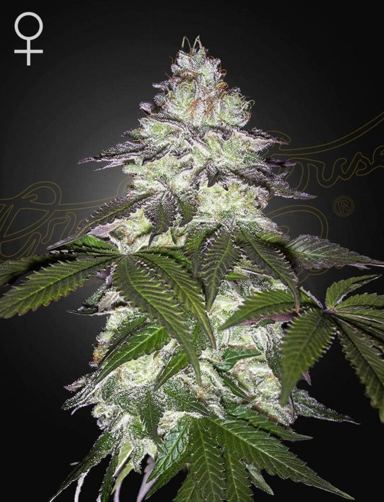 [15032] Green House Seed Co. Milky Dreams Fem 3St.