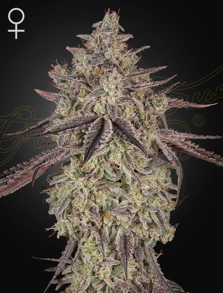 [15041] Green House Seed Co. Skywalker Auto Fem 3St.