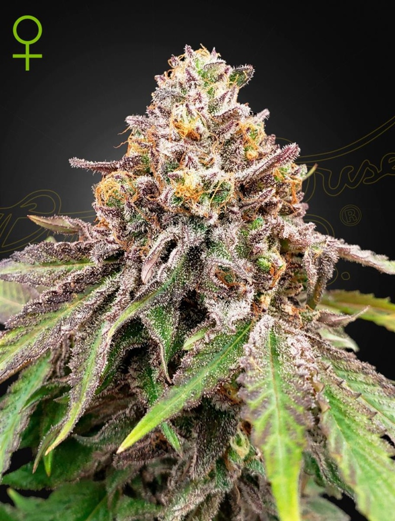 [15042] Green House Seed Co. Blue Haze x Gelato 41 Auto Fem 3St.