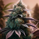 Bloom Bulk Seeds Animal Mints Fem