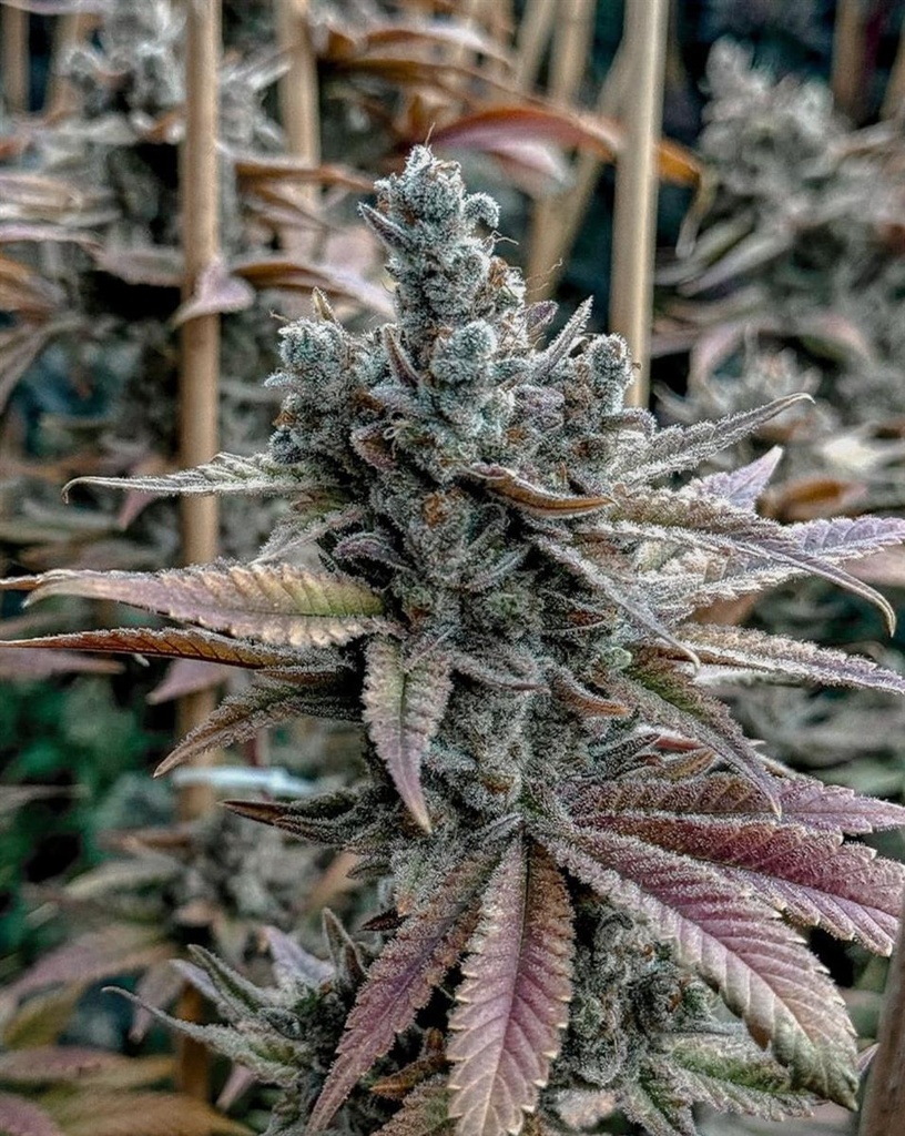 [15060] Solfire Gardens Lemon Elixir Fem 3St.