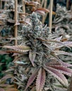 Solfire Gardens Lemon Elixir Fem 3St.