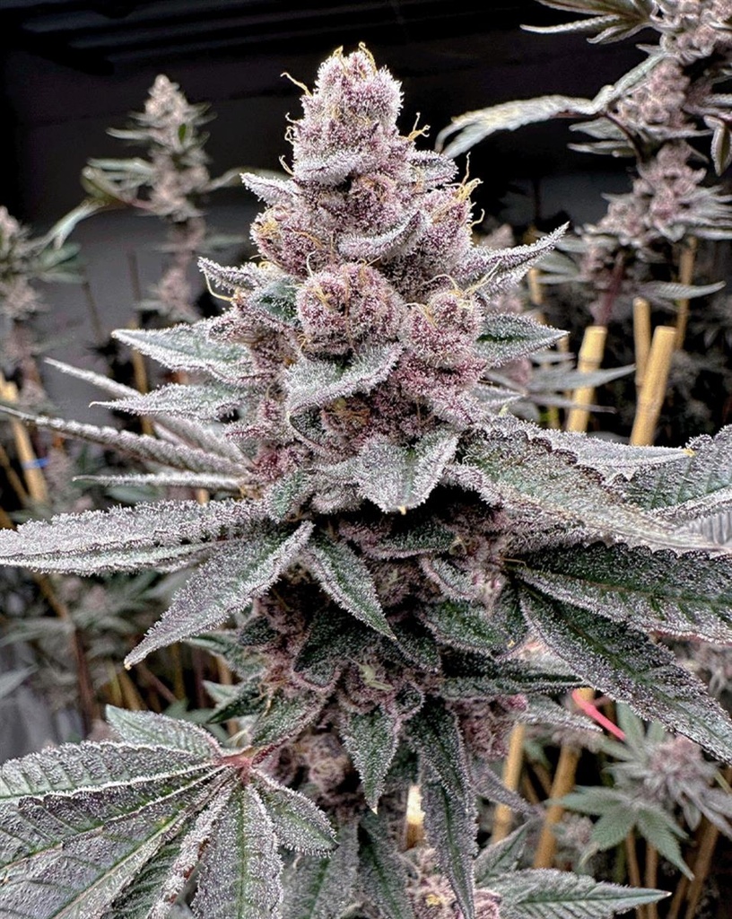 [15062] Solfire Gardens Miami Madness Fem 3St.