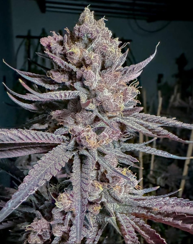 [15063] Solfire Gardens Ripe Fem 3St.