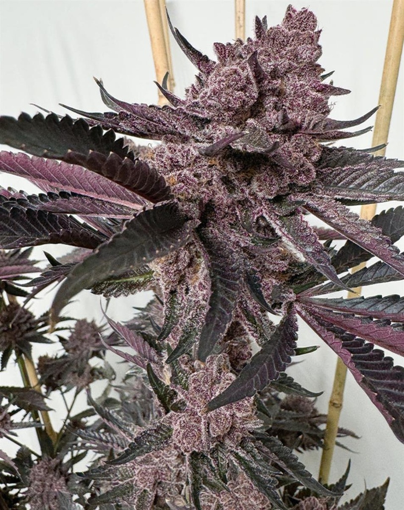 [15065] Solfire Gardens Strawmata Fem 3St.