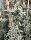 Solfire Gardens Sundae Supper Fem 3St.