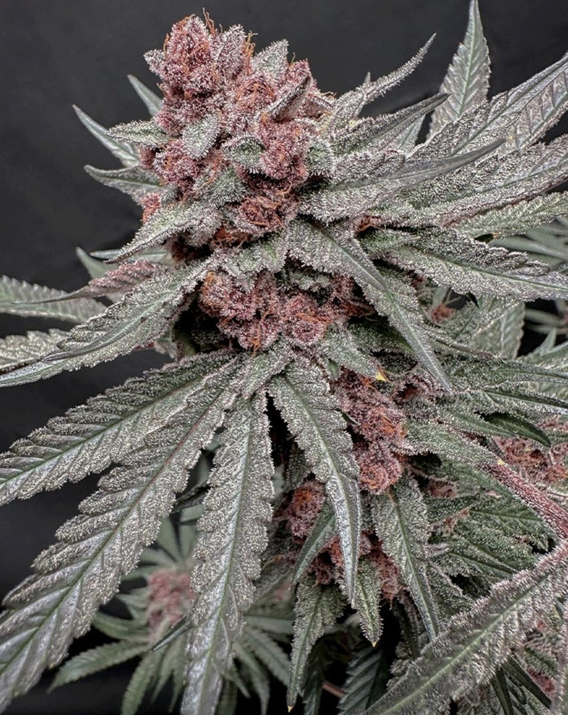 [15067] Solfire Gardens Terpgasm Fem 3St.