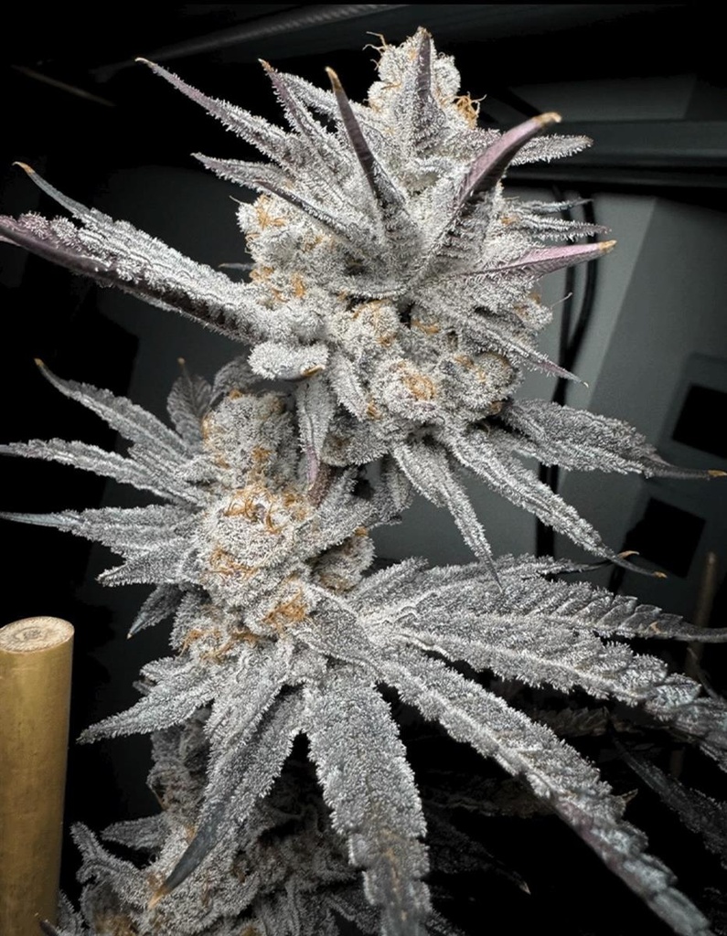 [15068] Solfire Gardens Trich Beast Fem 3St.