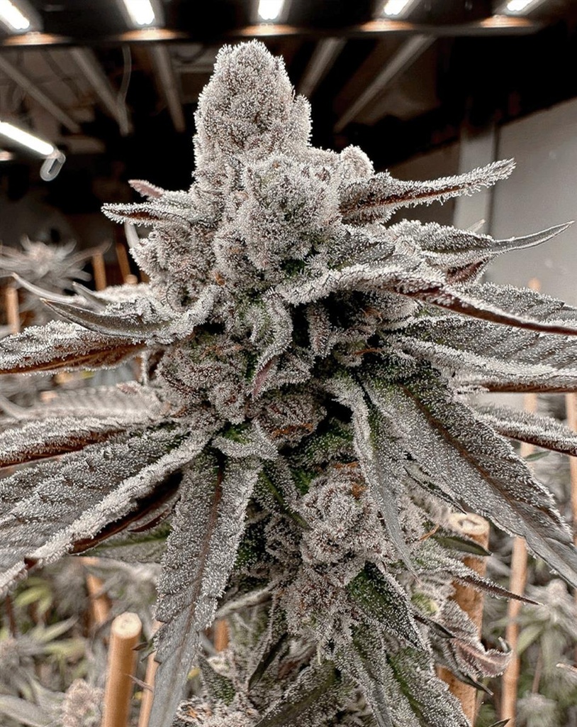 [15069] Solfire Gardens Yummy Yummy Fem 3St.
