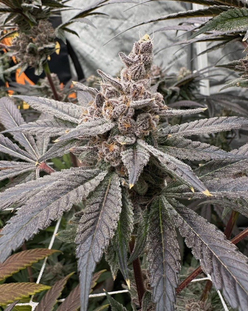 [15071] Solfire Gardens Gasserole Fem 3St.