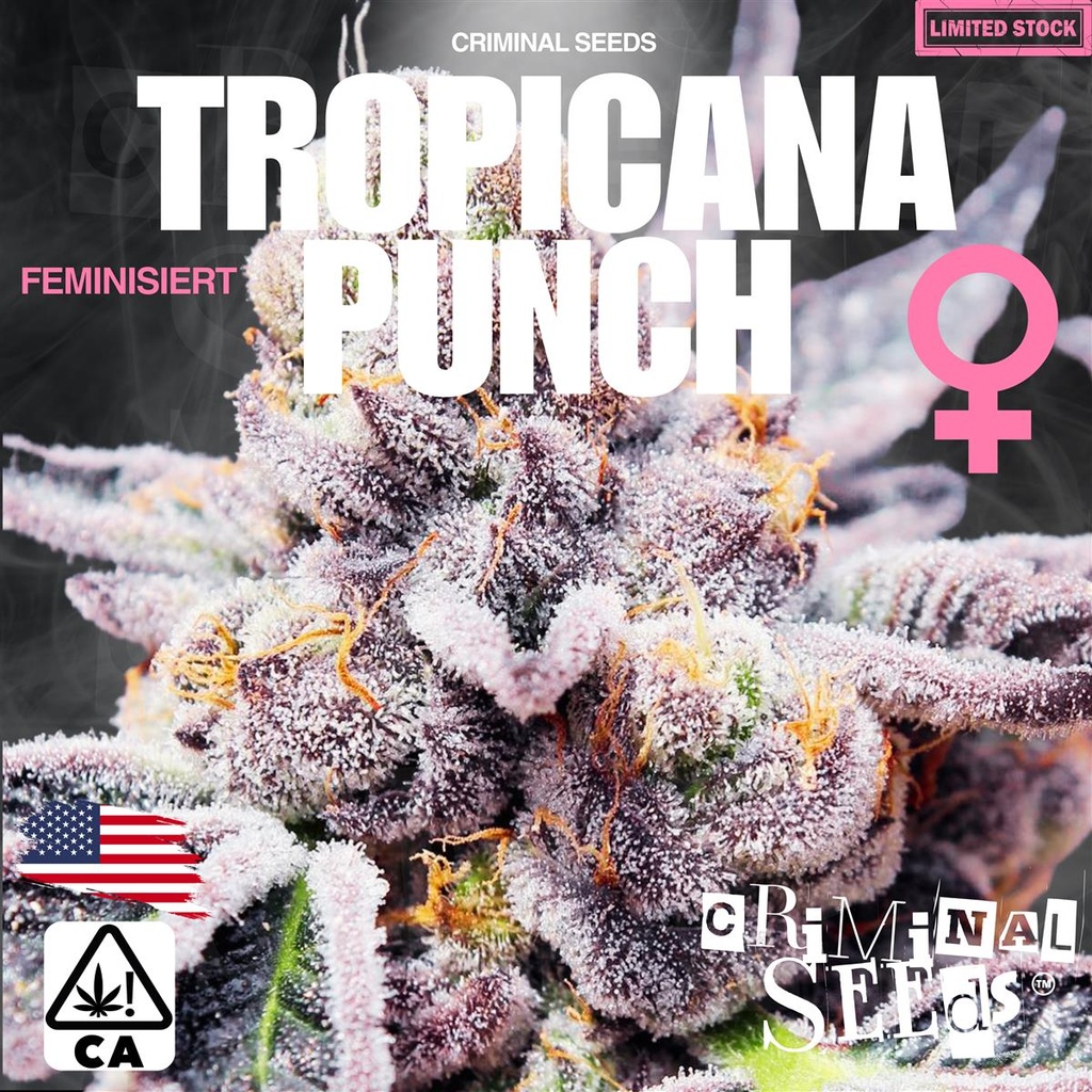 [15383] Criminal Seeds Tropicana Punch x Cali Fem 3St.