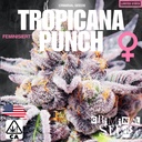 Criminal Seeds Tropicana Punch x Cali Fem 3St.