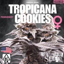 Criminal Seeds Tropicana Cookies x Cali Fem 3St.