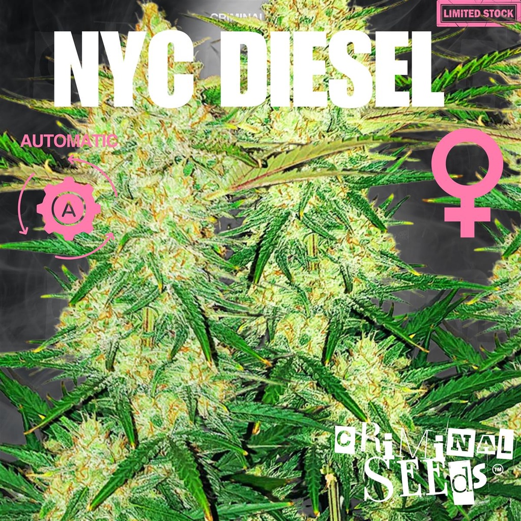 [15390] Criminal Seeds NYC Diesel Auto Fem 3St.