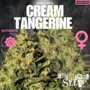 Criminal Seeds Cream Tangerine Auto Fem 3St.