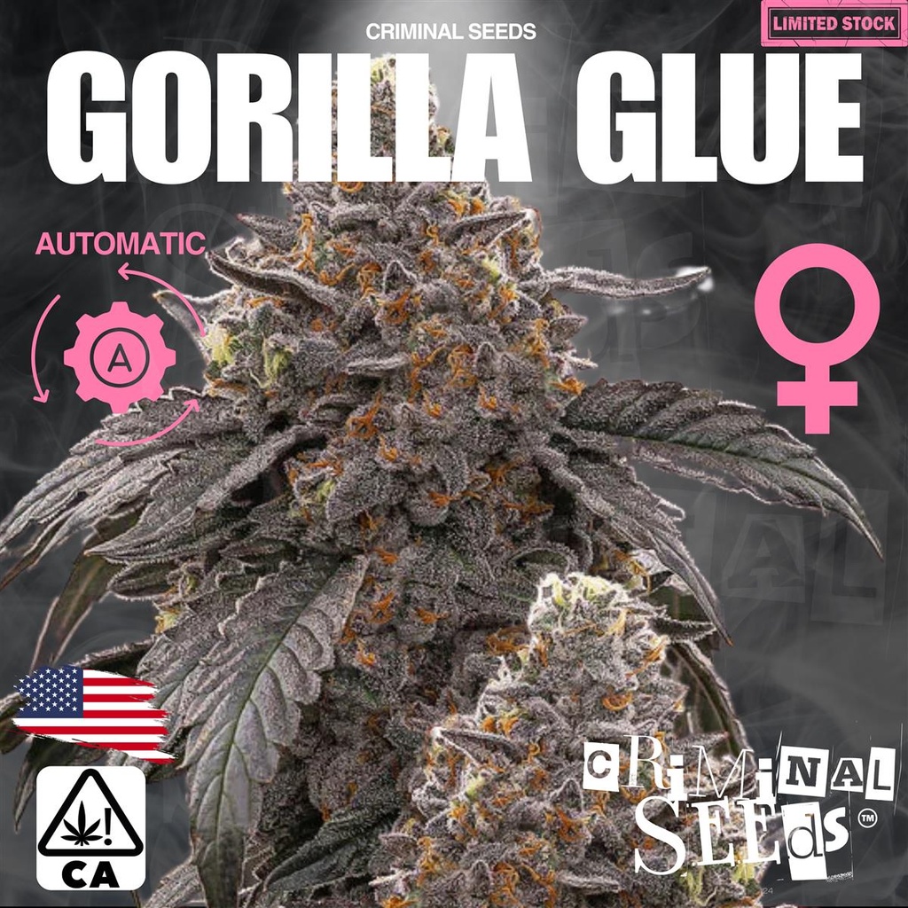 [15392] Criminal Seeds Gorilla Glue x Cali Auto Fem 3St.