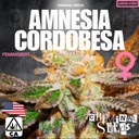 Criminal Seeds Amnesia Cordobesa x Cali Fem 3St.