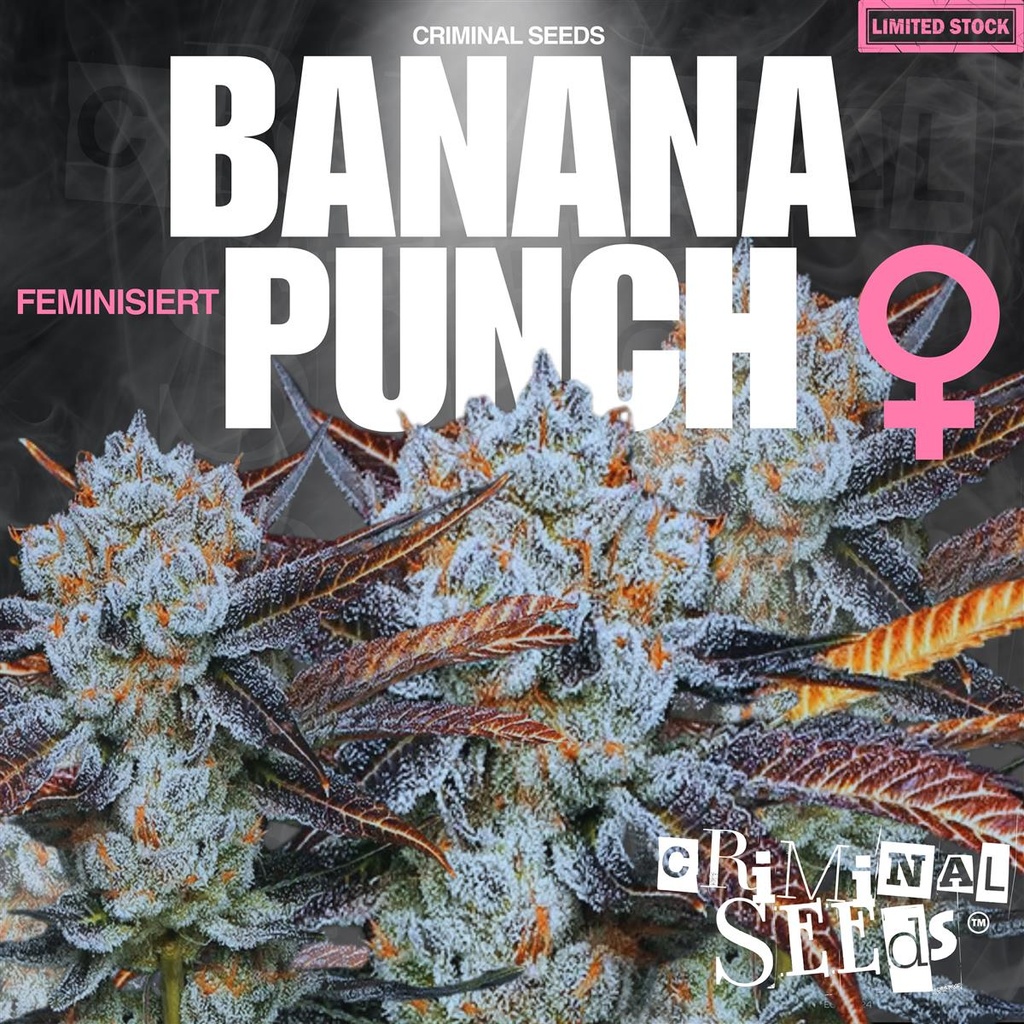 [15395] Criminal Seeds Banana Punch Fem 3St.