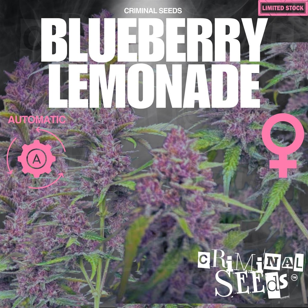 [15396] Criminal Seeds Blueberry Lemonade Auto Fem 3St.