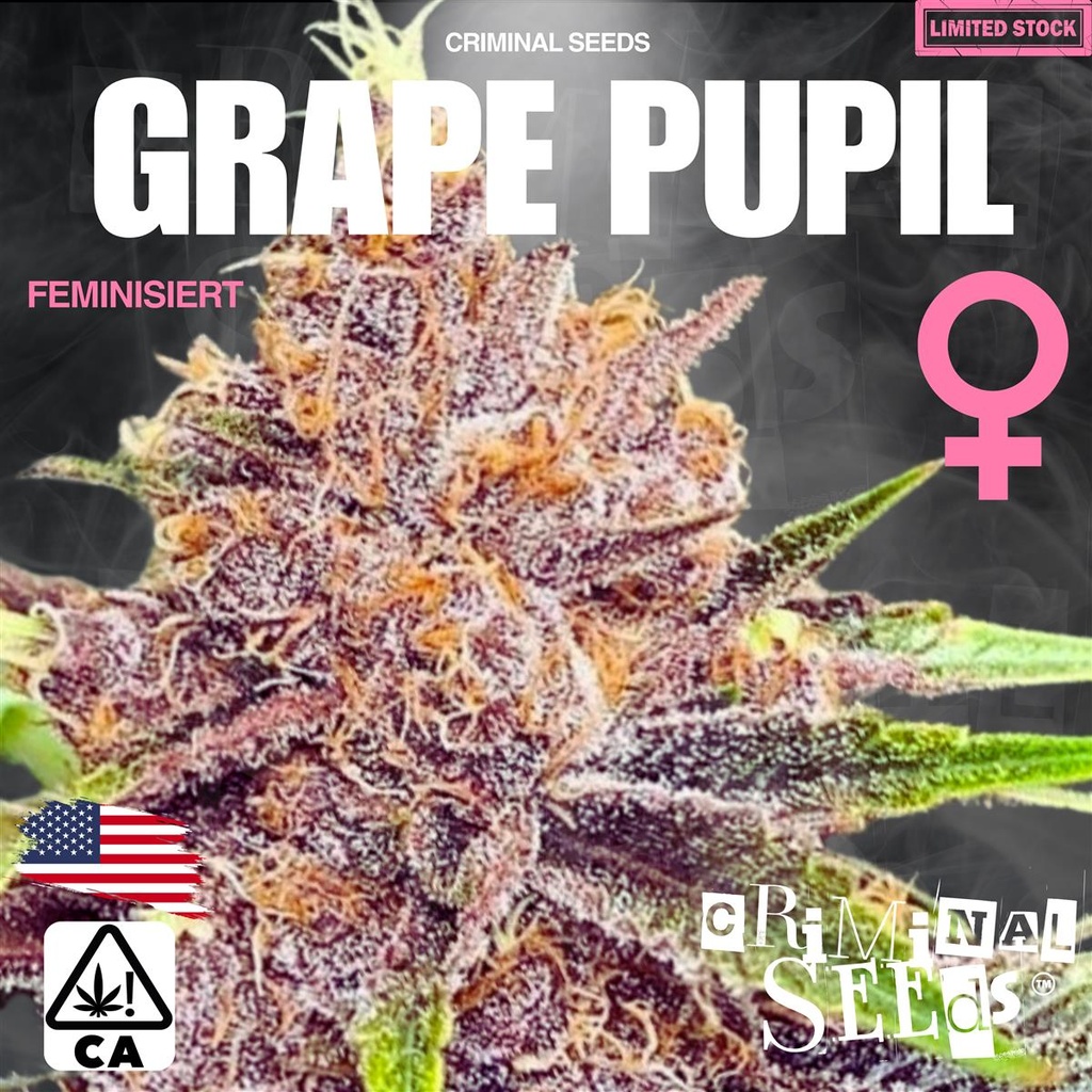 [15399] Criminal Seeds Grape Pupil x Cali Fem 3St.