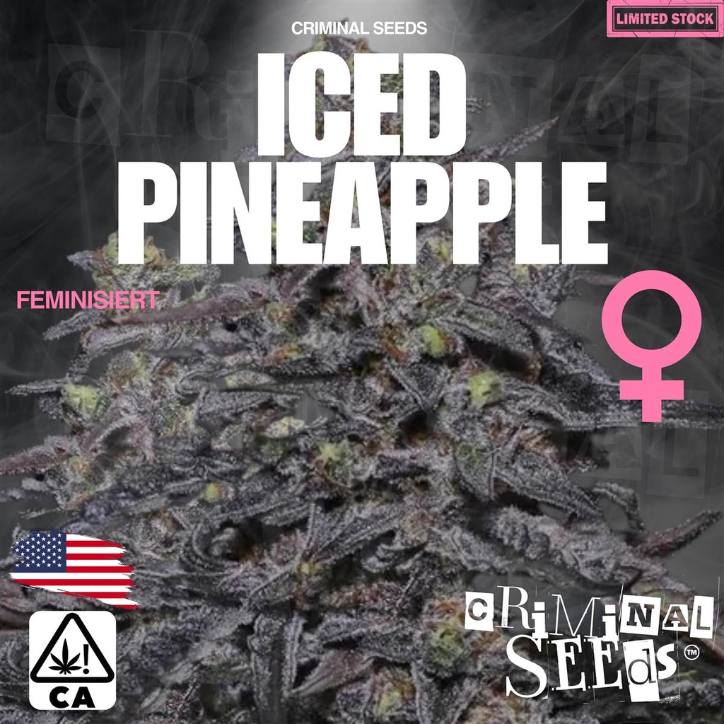 [15400] Criminal Seeds Iced Pineapple x Cali Fem 3St.