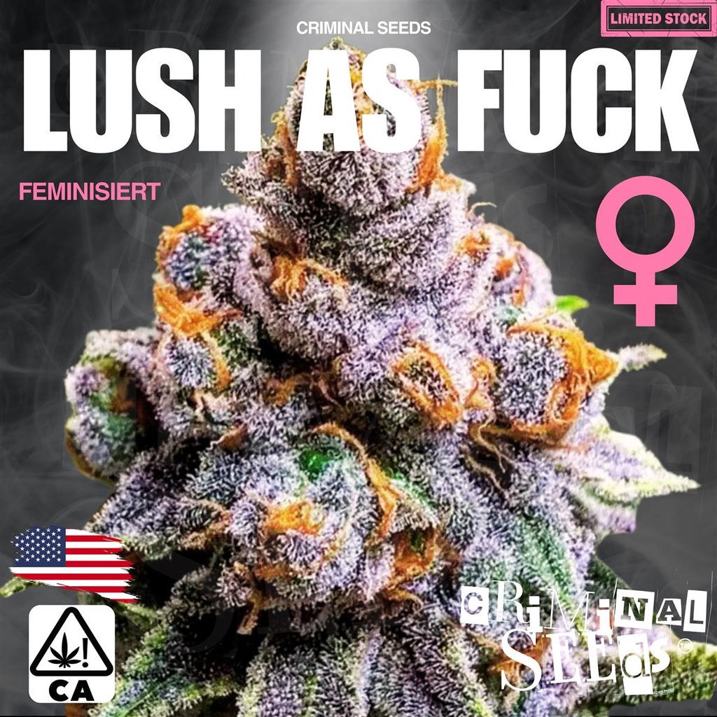 [15402] Criminal Seeds Lush as Fuck x Cali Fem 3St.